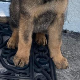 German Shepherd Puppies from von der Ryndal German Shepherds