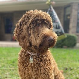 Primrose - Australian Labradoodle