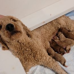 Daisy - Goldendoodle