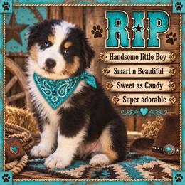 Rip - Black tri-color male Australian Shepherd puppy in Riverside, California from Majestic Wrangler’s Aussie’s