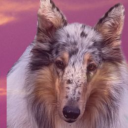 Skylar - Collie