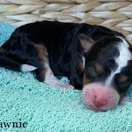 Yawnie - Black tri-color female Aussiedoodle puppy in Henry, Illinois from Rowe Farms Doodles