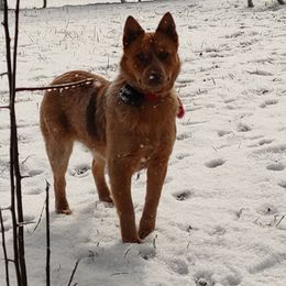 Lil'Red - Australian Cattle Dog