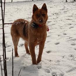 Lil'Red - Australian Cattle Dog