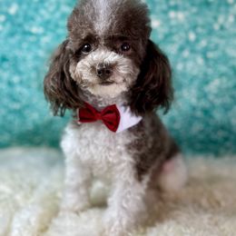 Simba - Shih Tzu