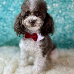 Simba - Shih Tzu