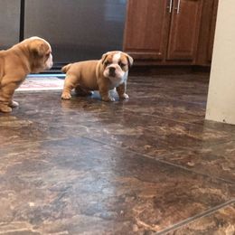 Bulldog and French Bulldog Puppies from English and Frenchie kennels