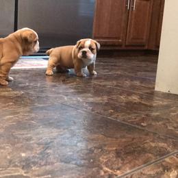Bulldog and French Bulldog Puppies from English and Frenchie kennels