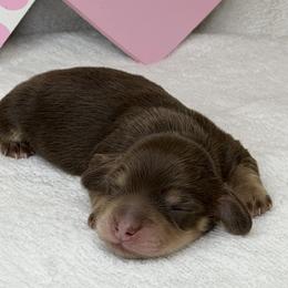 Dachshund Puppies from RRD