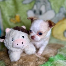 Sunny - Fawn and white male Chihuahua puppy in Canton, Ohio from Elysium Fields Chihuahuas