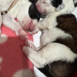 Saint Bernard Puppies from M&R SKYHAVEN SAINTS