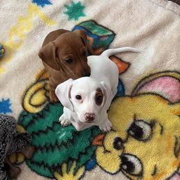 Dachshund Puppies from 4 Moore Ranch