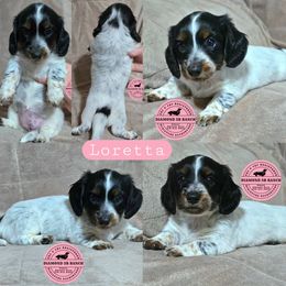 LORETTA - Piebald female Dachshund puppy in Columbia, Louisiana from Diamond 5R Ranch AKC & CKC Miniature Dachshunds