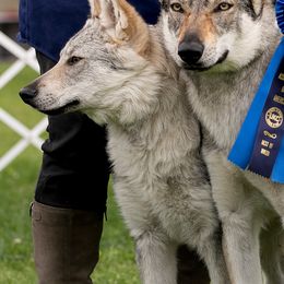 Czechoslovakian Vlcaks from Greyfarer Czechoslovakian Vlcak