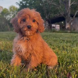 Daisy - Red female Cavapoo puppy in Knoxville, Tennessee from Dukes Forever Doodles