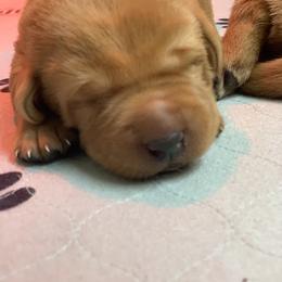 Labrador Retriever Puppies from TNT Elite Labradors
