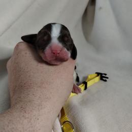Yellow collar - Liver white and tan female English Springer Spaniel puppy in Redding, California from Springer's Journey Spaniels California