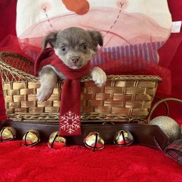 2  boy BRUNO - Blue and tan male Chihuahua puppy in Polo, Missouri from Blue Tails Farm