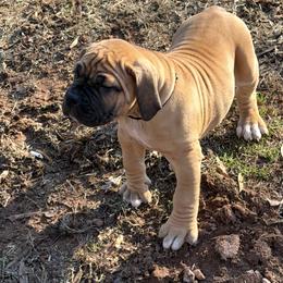 Boerboel Puppies from Relentless Boerboels