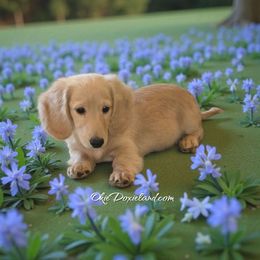 Dollar - Cream male Dachshund puppy in Oklahoma City, Oklahoma from OkieDoxieland Dachshunds