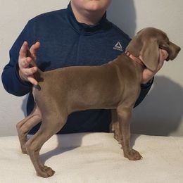 Weimaraner Puppies from RNL Kennels