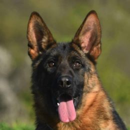 Elma - German Shepherd