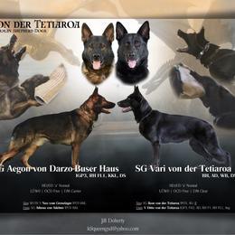 Sable female - Sable female German Shepherd puppy in Inverness Highlands South, Florida from Von der Tetiaroa German Shepherd dogs