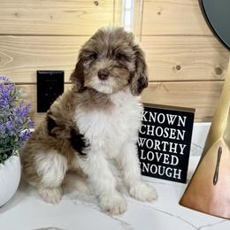 Goldendoodle Puppies from Jeremy Dafoe