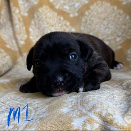 Black Brindle Male - Black brindle male American Pit Bull Terrier puppy in Nine Mile Falls, Washington from Bartin Kennels