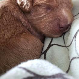 Blaze - Red male Cavapoo puppy in Norton Shores, Michigan from Dune Pack Doodles and Poodles