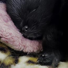 Pomeranian Puppies from Silver’s Reigning Heir Poms