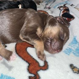 Lennox - Phantom female Goldendoodle puppy in Prosperity, Pennsylvania from Stelladoodles & Company