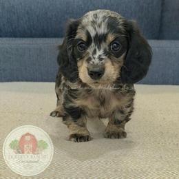 M-Summer Heat 3500 - Dapple male Dachshund puppy in Texarkana, Arkansas from Dogwood Acre Dachshunds