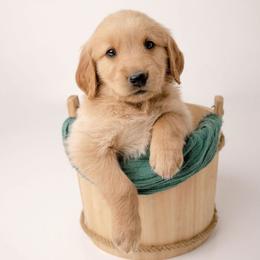 Bert - Dark golden male Golden Retriever puppy in Buhl, Idaho from Atkinson's Goldens