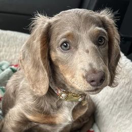 Dachshunds from Amanda Ruth’s Doxie Darlins