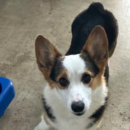 Loretta - Pembroke Welsh Corgi