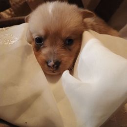 Boy 3 - Red merle and white male American Corgi puppy in Pioneer, Michigan from Country Corners Corgis