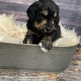 Bernedoodle Puppies from Oodles of Doodles