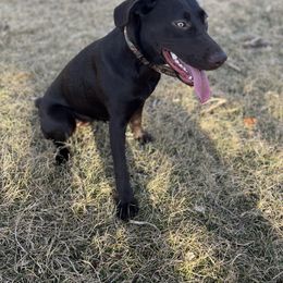 Labrador Retriever All Grown Up from Little River Labradors