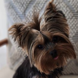 Yorkshire Terriers from Adriana's Yorkies