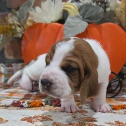 Truvy - Mahogany and white female Basset Hound puppy in Bellaire, Ohio from Blessed Bassets