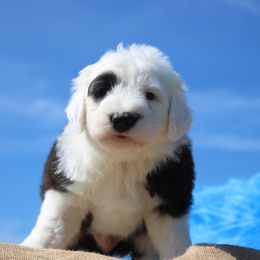 AKC Angelo - Gray and white male Old English Sheepdog puppy in Fair Grove, Missouri from Prata's OES