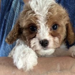 Rover - Red male Cavapoo puppy in Knoxville, Tennessee from Rocky Top Cavapoos