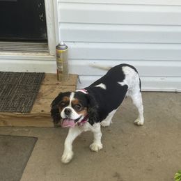 Sheba - Cavalier King Charles Spaniel