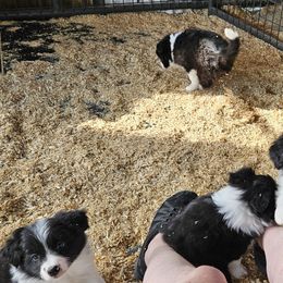 Border Collie Puppies from Royal Kennels Border Collies