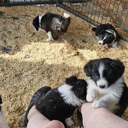 Border Collie Puppies from Royal Kennels Border Collies