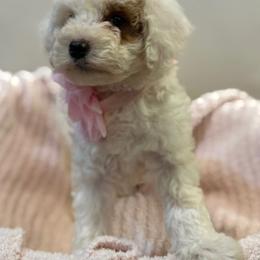 Chow Chow, Goldendoodle, and Poodle Puppies from Regal Canine Creations