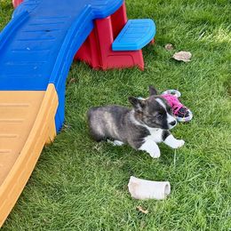 American Corgi Puppies from Patriot American Corgi