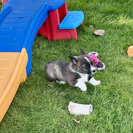 American Corgi Puppies from Patriot American Corgi