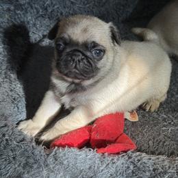 Boy 1 - Fawn male Pug puppy in Saugus, Massachusetts from Pug Puppies of Boston